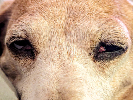 A healthcare condition which is common in Miniature Dachshunds, Cherry Eye affects the tear duct area of the eye socket.の写真素材