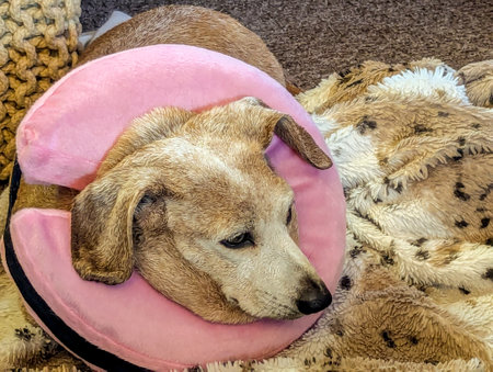 A Miniature Dachshund with an eye condition has had a vet's collar fitted to prevent it from rubbing or itching it's eye to prevent further injury.の写真素材
