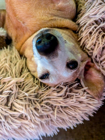 An adorable Miniature Dachshund dog having a sleep due to being tired or being unwell.の写真素材