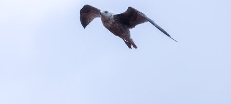 Seagulls are large birds commonly found at the seaside.の写真素材