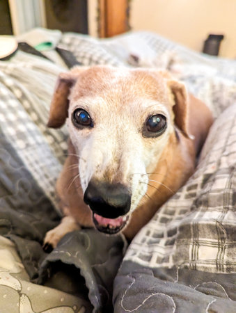 One of the favourite dog breeds, the Miniature Dachshund is a well loved breed of dog for it's unusually long body. Here seen an old aged adult female dog.の写真素材