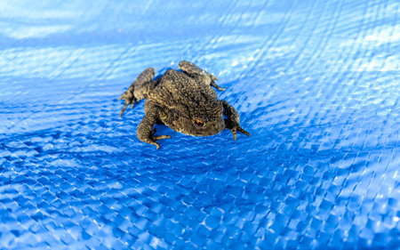 The Toad is a small and very common animal which is often found or located near to a water source.の写真素材