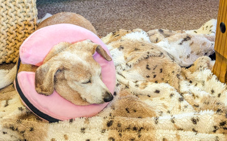 A Miniature Dachshund with an eye condition has had a vet's collar fitted to prevent it from rubbing or itching it's eye to prevent further injury.の写真素材