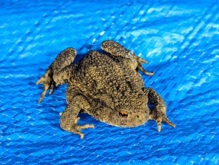 The Toad is a small and very common animal which is often found or located near to a water source.の写真素材