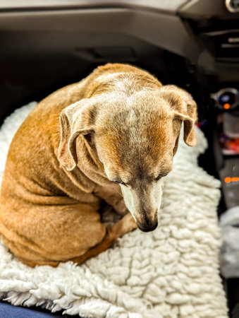 A Miniature Dachshund dog sits nicely on its owner's lap whilst they travel in a vehicle to their destination.の写真素材