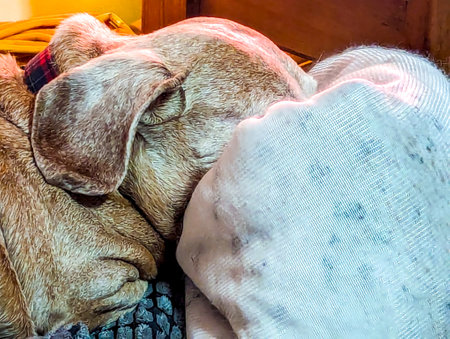 An adorable Miniature Dachshund dog having a sleep due to being tired or being unwell.の写真素材