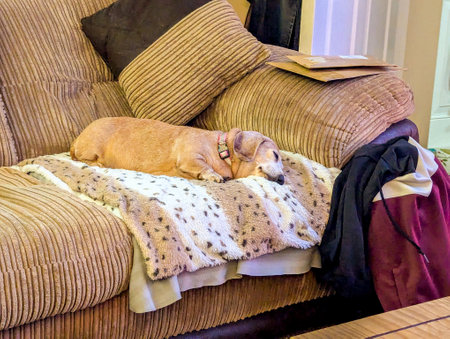 An adorable Miniature Dachshund dog having a sleep due to being tired or being unwell.の写真素材