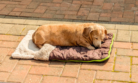 An adorable Miniature Dachshund dog having a sleep due to being tired or being unwell.の写真素材