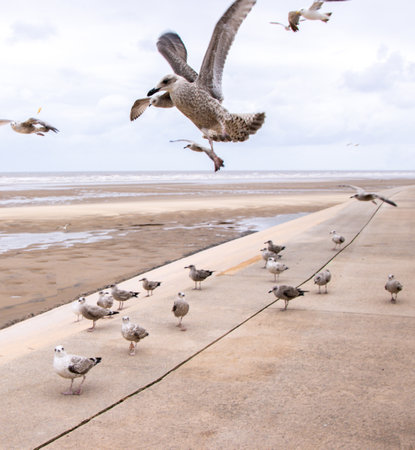 Seagulls are large birds commonly found at the seaside.の写真素材