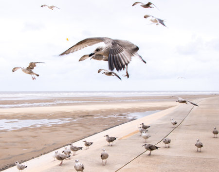 Seagulls are large birds commonly found at the seaside.の写真素材