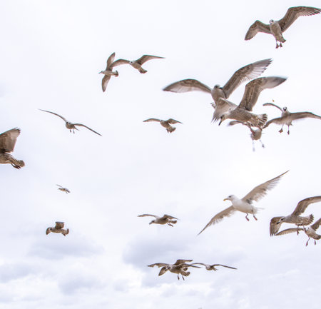 Seagulls are large birds commonly found at the seaside.の写真素材