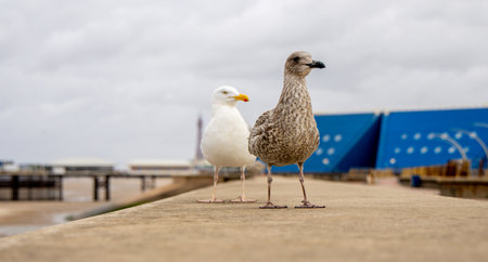 Seagulls are large birds commonly found at the seaside.の写真素材