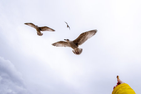 Seagulls are large birds commonly found at the seaside. They can be very greedy and steal any food they can get their beaks on, often swarming people.の写真素材
