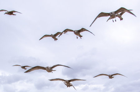 Seagulls are large birds commonly found at the seaside.の写真素材