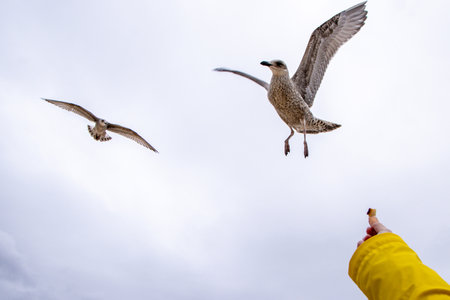 Seagulls are large birds commonly found at the seaside. They can be very greedy and steal any food they can get their beaks on, often swarming people.の写真素材