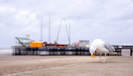 Seagulls are large birds commonly found at the seaside.の写真素材