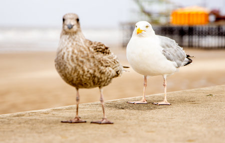 Seagulls are large birds commonly found at the seaside.の写真素材