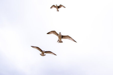 Seagulls are large birds commonly found at the seaside.の写真素材