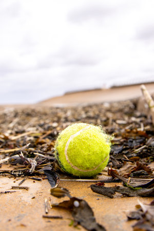 A tennis ball that has been discarded by the ocean as the tide has went out, leaving it on the beach for someone to find and utilize or to throw away.の写真素材