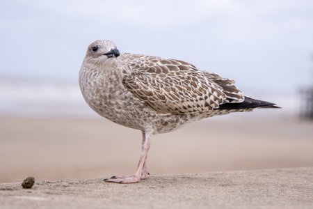 Seagulls are large birds commonly found at the seaside.の写真素材