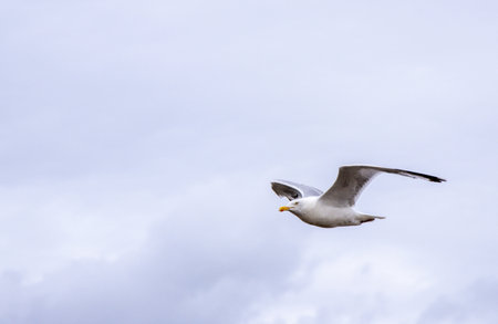 Seagulls are large birds commonly found at the seaside. They can be very greedy and steal any food they can get their beaks on, often swarming people.の写真素材