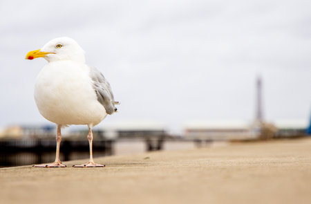 Seagulls are large birds commonly found at the seaside.の写真素材
