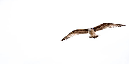 Seagulls are large birds commonly found at the seaside. They can be very greedy and steal any food they can get their beaks on, often swarming people.の写真素材