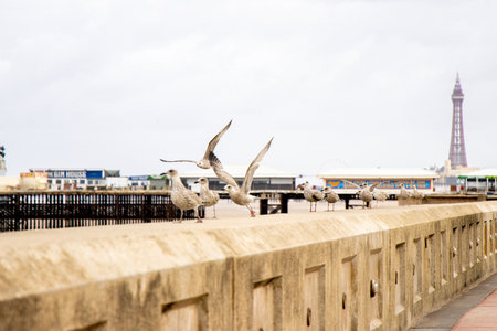 Seagulls are large birds commonly found at the seaside.の写真素材