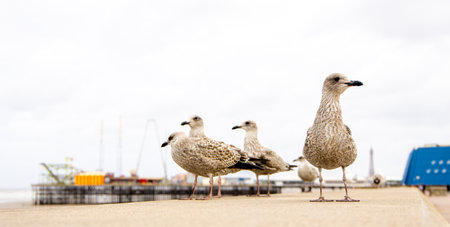 Seagulls are large birds commonly found at the seaside.の写真素材