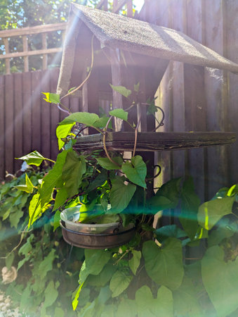 A common property issue of Bindweed Vines growing and creating property issues due to the fast growing spread getting into all places.の写真素材