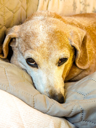 An adorable Miniature Dachshund dog having a sleep due to being tired.の写真素材