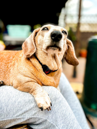 One of the favourite dog breeds, the Miniature Dachshund is a well loved breed of dog for it's unusually long body. Here seen an old aged adult female dog.の写真素材
