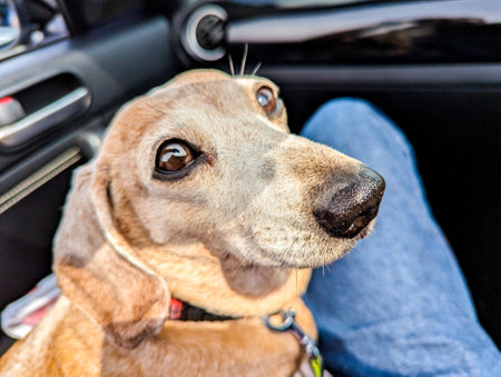 One of the favourite dog breeds, the Miniature Dachshund is a well loved breed of dog for it's unusually long body. Here seen an old aged adult female dog.の写真素材