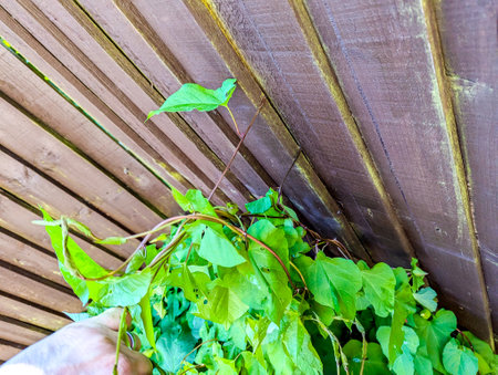 A common property issue of Bindweed Vines growing and creating property issues due to the fast growing spread getting into all places.の写真素材