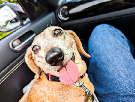 One of the favourite dog breeds, the Miniature Dachshund is a well loved breed of dog for it's unusually long body. Here seen an old aged adult female dog.の写真素材