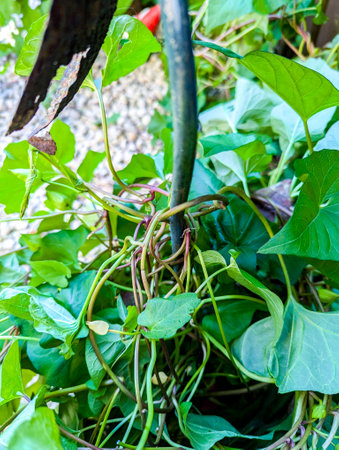 A common property issue of Bindweed Vines growing and creating property issues due to the fast growing spread getting into all places.の写真素材