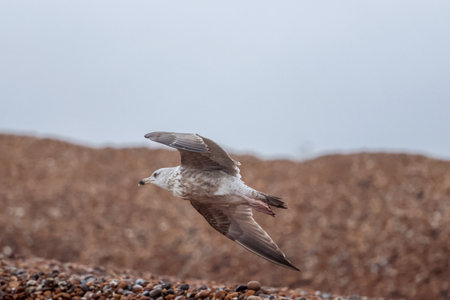 Seagulls are large birds commonly found at the seaside.の写真素材