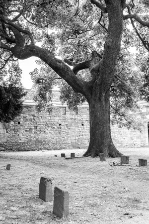 The Hanging Tree sits growing as it has done for hundreds of years within the grounds of the Lincoln Castle walls, once used for hanging criminals.の写真素材