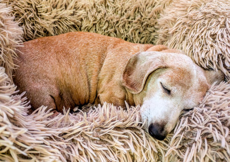 An adorable Miniature Dachshund dog having a sleep due to being tired or being unwell.の写真素材