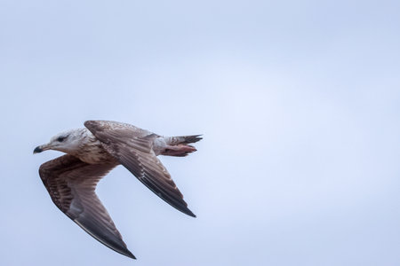 Seagulls are large birds commonly found at the seaside.の写真素材