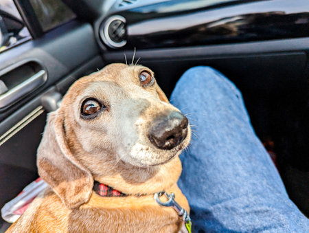 One of the favourite dog breeds, the Miniature Dachshund is a well loved breed of dog for it's unusually long body. Here seen an old aged adult female dog.の写真素材