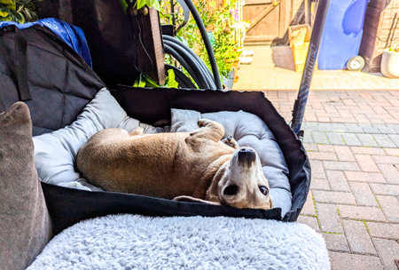 An adorable Miniature Dachshund dog having a sleep due to being tired or being unwell.の写真素材