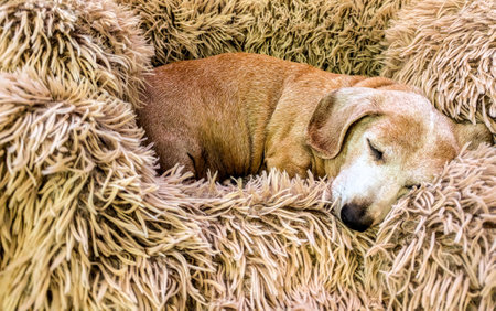An adorable Miniature Dachshund dog having a sleep due to being tired or being unwell.の写真素材