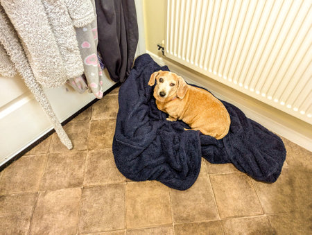 An adorable Miniature Dachshund dog having a sleep due to being tired or being unwell.の写真素材