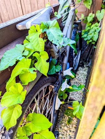 A common property issue of Bindweed Vines growing and creating property issues due to the fast growing spread getting into all places.の写真素材