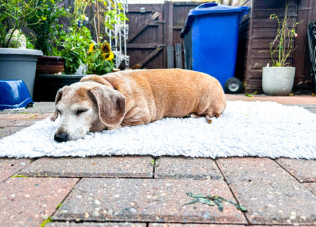 An adorable Miniature Dachshund dog having a sleep due to being tired or being unwell.の写真素材