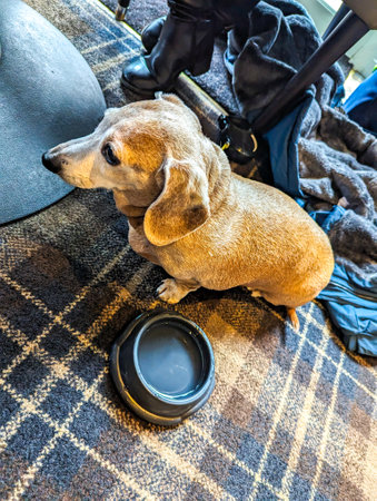 A pet friendly pub that allows pets, here seen a Miniature Dachshund sitting waiting patiently for it's meal or a treat.の写真素材