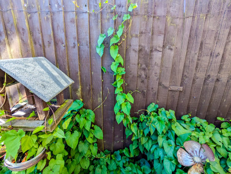 A common property issue of Bindweed Vines growing and creating property issues due to the fast growing spread getting into all places.の写真素材
