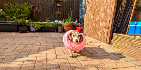A Miniature Dachshund with an eye condition has had a vet's collar fitted to prevent it from rubbing or itching it's eye to prevent further injury.の写真素材