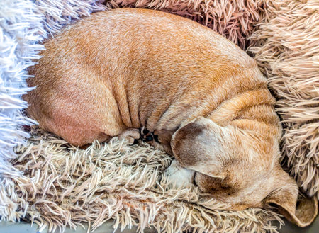 An adorable Miniature Dachshund dog having a sleep due to being tired or being unwell.の写真素材